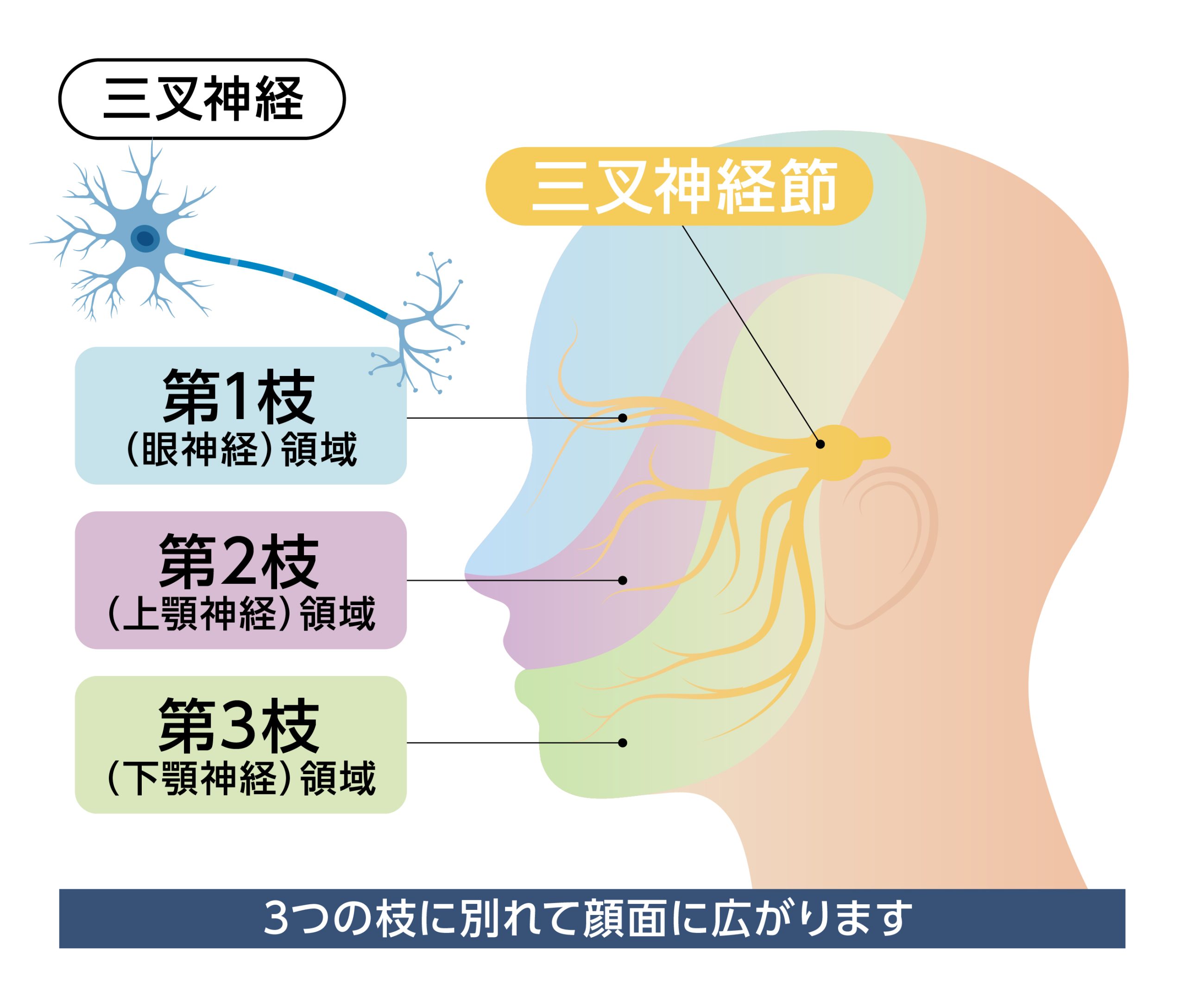 目の奥が痛くなるメカニズム_画像